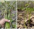 Сезон массового сбора папоротника-орляка начался на Камчатке