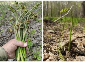 Сезон массового сбора папоротника-орляка начался на Камчатке