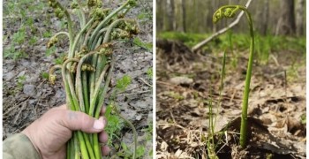 Сезон массового сбора папоротника-орляка начался на Камчатке