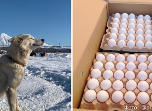 На Камчатке скормят собакам партию яиц, подлежавших уничтожению 