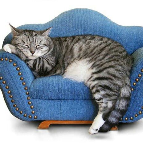 Передержка кошек